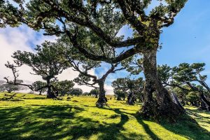 Floresta Laurissilva na Ilha da Madeira