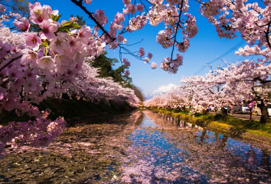 Japão: primavera no país encanta com flores e cores variadas