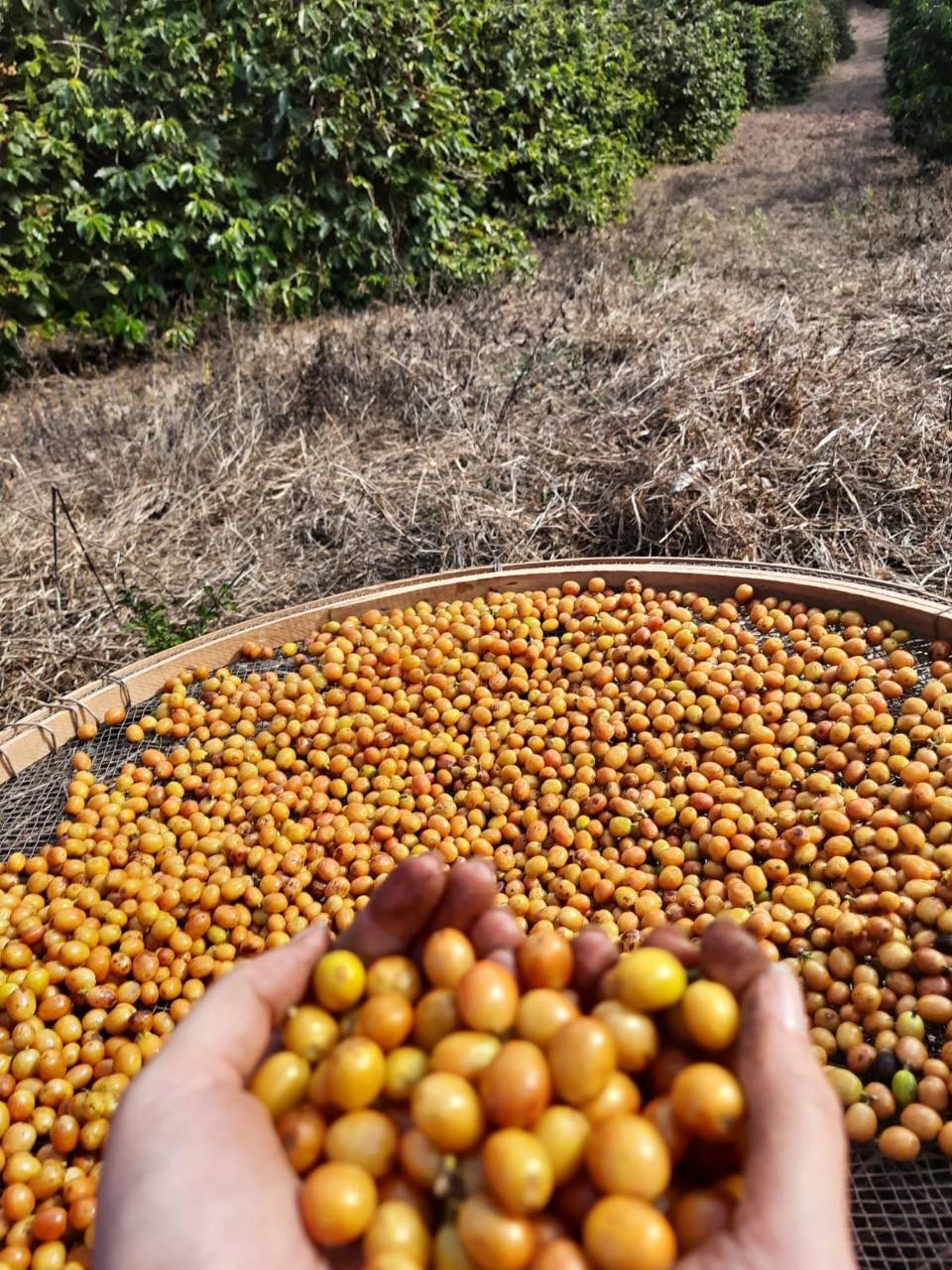 Lilian Trigolo e a Excelência dos Cafés Especiais Flores de Ilicínea