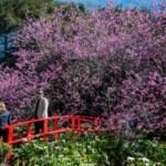 Festa da Cerejeira em Flor de Campos do Jordão celebra florada da sakura com danças típicas, música e gastronomia