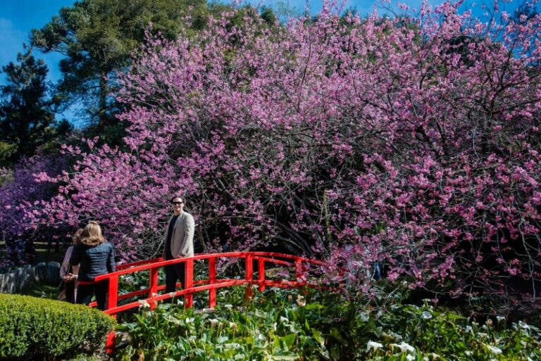 Festa da Cerejeira em Flor de Campos do Jordão celebra florada da sakura com danças típicas, música e gastronomia