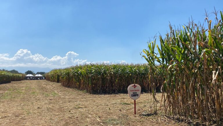 Milho para silagem é destaque no 4º Dia de Campo da Produção Leiteira do Vale Paraíba da Apta Regional