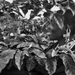 BYD patrocina primeira grande exposição póstuma de Sebastião Salgado