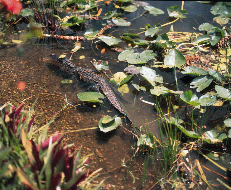 Explore Miami oferece descontos especiais no destino até o fim de maio