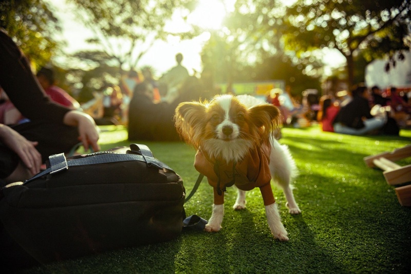 Festival Pet divulga programação completa para os dias 25 e 26 de julho com entrada gratuita